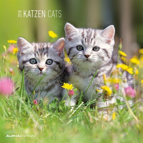 Katzen - Cats 2018  Broschurenkalender (Calendar)