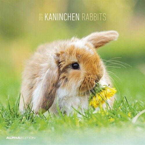 Kaninchen / Rabbits 2019 (Calendar)