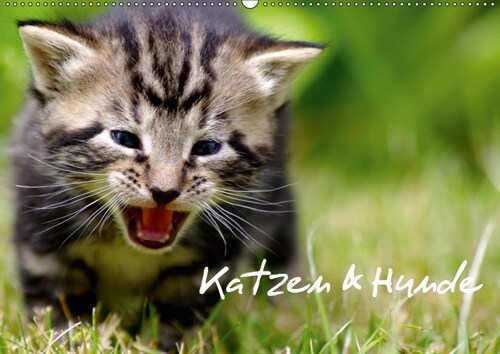 Katzen & Hunde (Wandkalender 2019 DIN A2 quer) (Calendar)