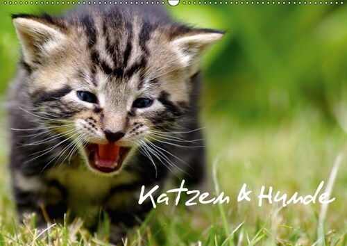 Katzen & Hunde (Wandkalender 2018 DIN A2 quer) (Calendar)