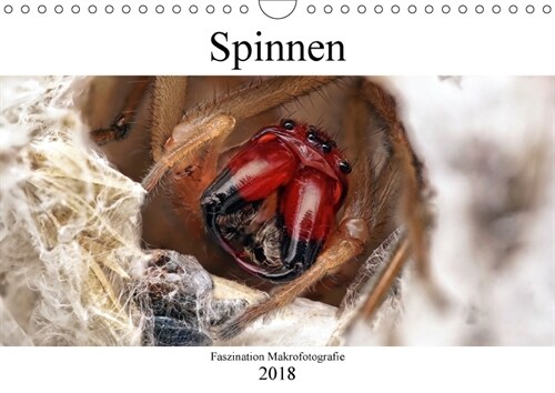 Faszination Makrofotografie: Spinnen (Wandkalender 2018 DIN A4 quer) (Calendar)