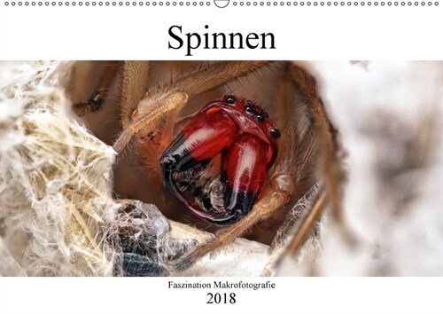 Faszination Makrofotografie: Spinnen (Wandkalender 2018 DIN A2 quer) (Calendar)