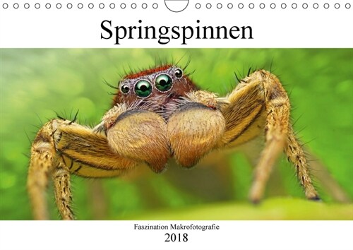 Faszination Makrofotografie: Springspinnen (Wandkalender 2018 DIN A4 quer) (Calendar)