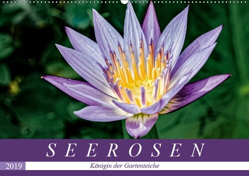 Seerosen - Konigin der Gartenteiche (Wandkalender 2019 DIN A2 quer) (Calendar)