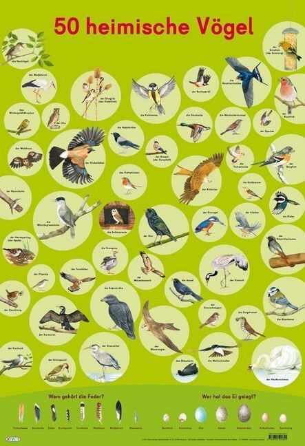 Mein Lernposter: 50 Heimische Vogel (Poster)
