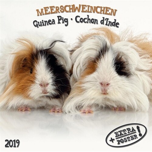 Meerschweinchen / Guinea Pigs / Cochon d Inde 2019 (Calendar)