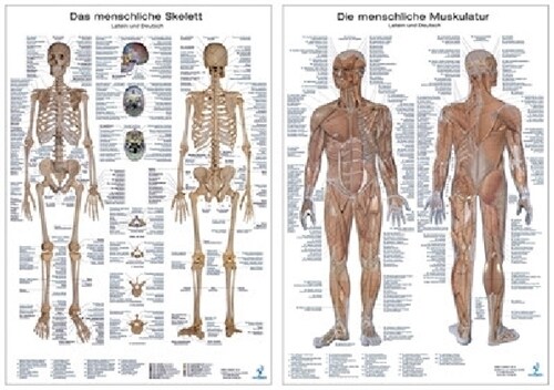 Muskelsystem, Lerntafel. Skelettsystem, Lerntafel, 2 Tafeln (General Merchandise)