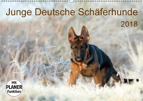 Junge Deutsche Schaferhunde (Wandkalender 2018 DIN A2 quer) Dieser erfolgreiche Kalender wurde dieses Jahr mit gleichen Bildern und aktualisiertem Kal (Calendar)
