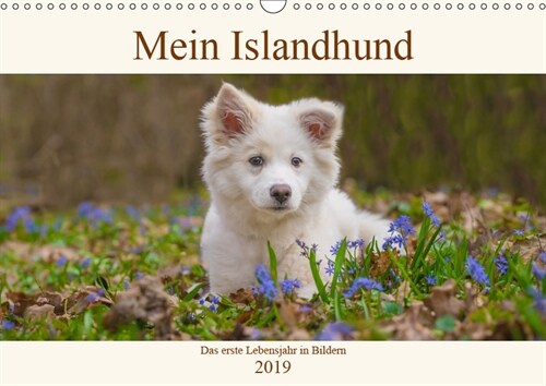 Mein Islandhund - das erste Lebensjahr in Bildern (Wandkalender 2019 DIN A3 quer) (Calendar)