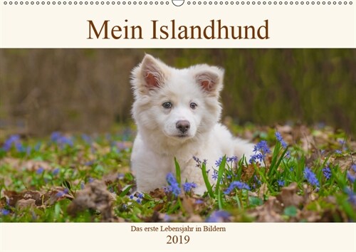 Mein Islandhund - das erste Lebensjahr in Bildern (Wandkalender 2019 DIN A2 quer) (Calendar)