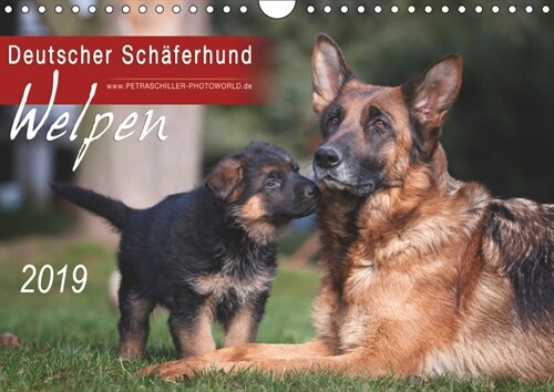 Deutscher Schaferhund - Welpen / CH-Version (Wandkalender 2019 DIN A4 quer) (Calendar)