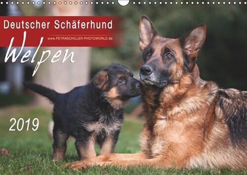 Deutscher Schaferhund - Welpen / CH-Version (Wandkalender 2019 DIN A3 quer) (Calendar)