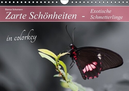 Zarte Schonheiten - Exotische Schmetterlinge in colorkey (Wandkalender immerwahrend DIN A4 quer) (Calendar)