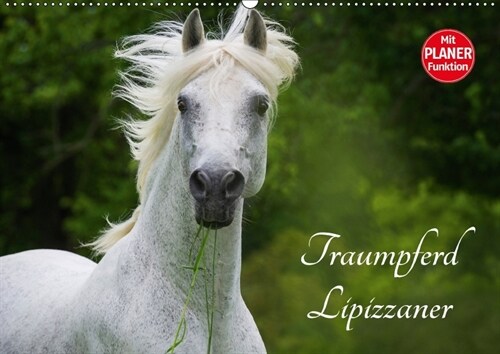 Traumpferd Lipizzaner (Wandkalender 2018 DIN A2 quer) (Calendar)