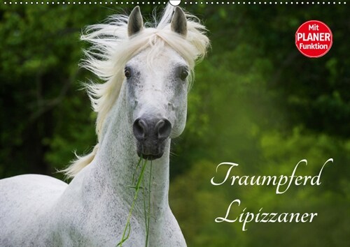 Traumpferd Lipizzaner (Wandkalender 2019 DIN A2 quer) (Calendar)