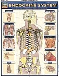 Endocrine System: Quickstudy Laminated Anatomy Reference Guide (Hardcover)