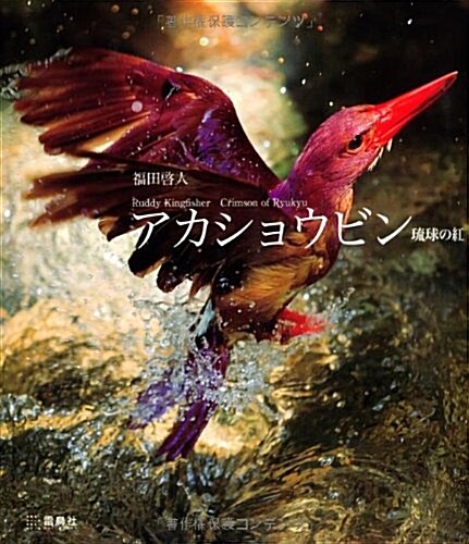 アカショウビン―瑠球の紅 (大型本)