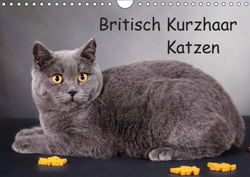Britisch Kurzhaar Katzen (Wandkalender 2019 DIN A4 quer) (Calendar)