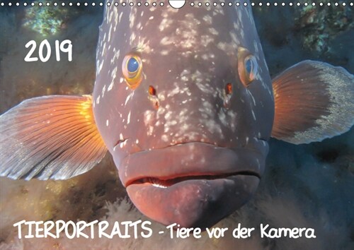 TIERPORTRAITS - Tiere vor der Kamera (Wandkalender 2019 DIN A3 quer) (Calendar)