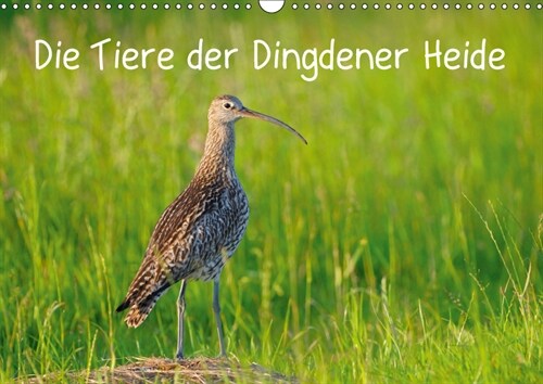 Die Tiere der Dingdener Heide (Wandkalender 2019 DIN A3 quer) (Calendar)