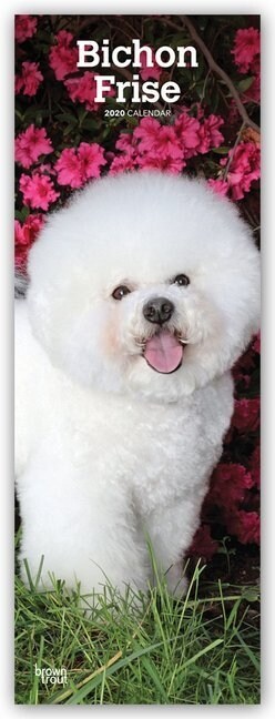 Bichon Frise 2020 Slim Calendar (Calendar)