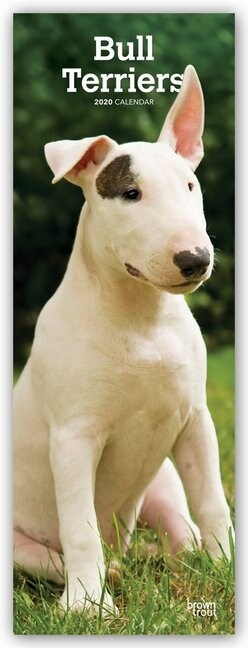 Bull Terriers 2020 Slim Calendar (Calendar)