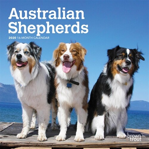 Australian Shepherds 2020 Mini 7x7 (Other)