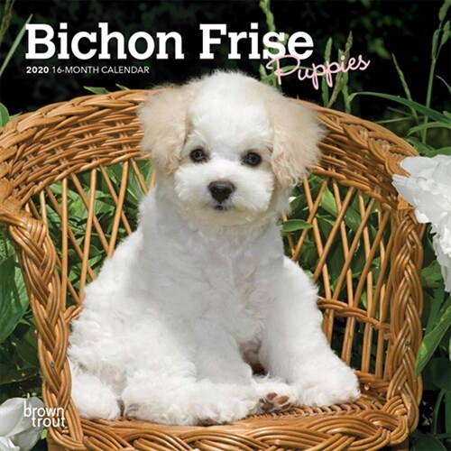 Bichon Frise Puppies 2020 Mini 7x7 (Other)