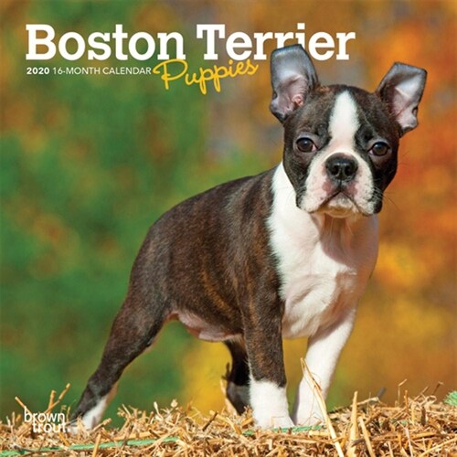 Boston Terrier Puppies 2020 Mini 7x7 (Other)