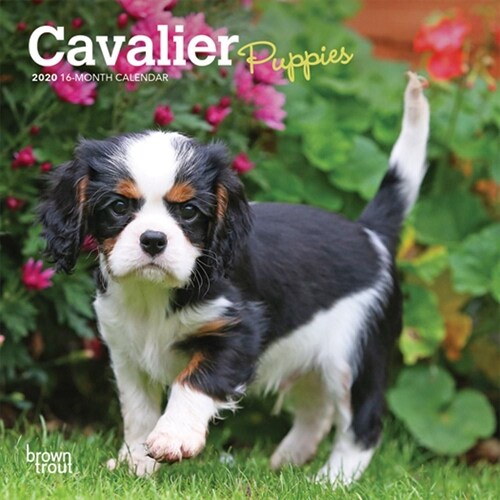 Cavalier King Charles Spaniel Puppies 2020 Mini 7x7 (Other)