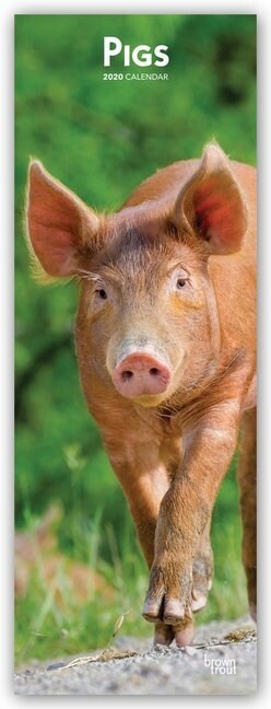 Pigs 2020 Slim Calendar (Calendar)