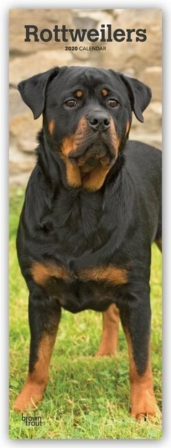 Rottweilers 2020 Slim Calendar (Calendar)