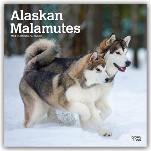 Alaskan Malamutes 2020 Square (Other)