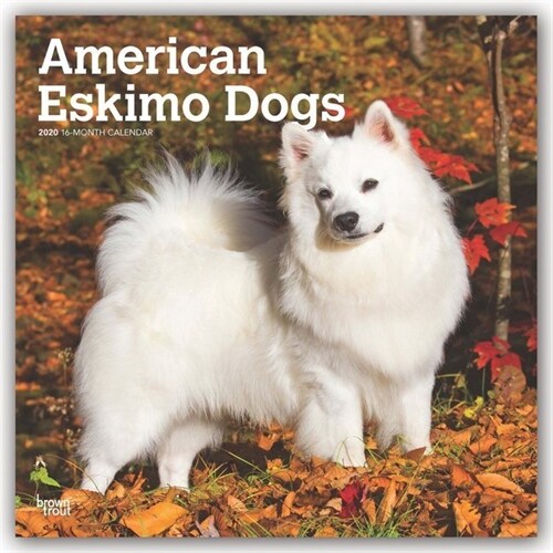 American Eskimo Dogs 2020 Square (Other)