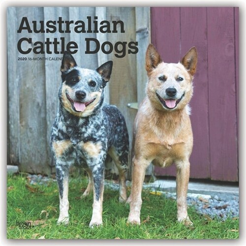 Australian Cattle Dogs 2020 Square (Other)