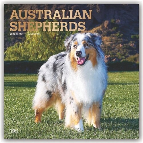 Australian Shepherds 2020 Square Foil (Other)