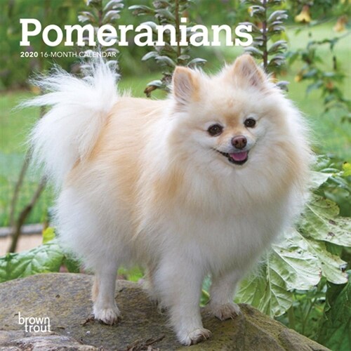 Pomeranians 2020 Mini 7x7 (Other)