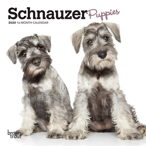 Schnauzer Puppies 2020 Mini 7x7 (Other)