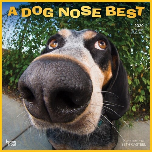 Dog Nose Best, a 2020 Square (Other)