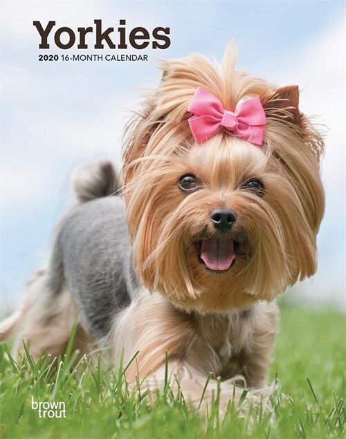 Yorkshire Terriers 2020 Engagement (Other)
