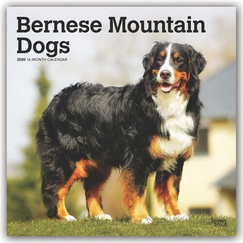 Bernese Mountain Dogs 2020 Square (Other)