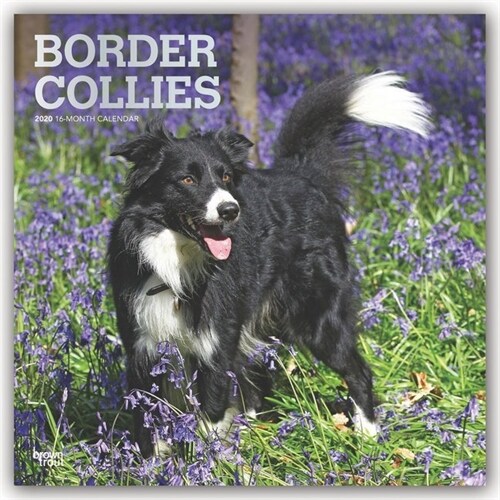 Border Collies 2020 Square Foil (Other)