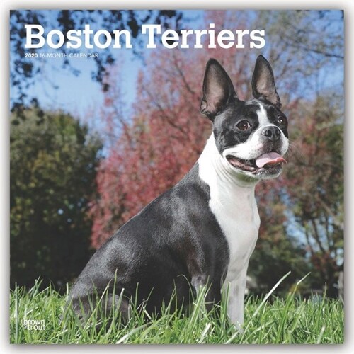Boston Terriers 2020 Square (Other)