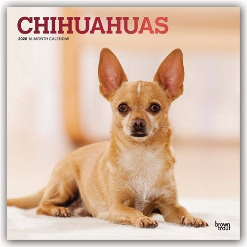Chihuahuas 2020 Square Foil (Other)