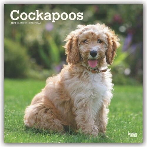 Cockapoos 2020 Square (Other)