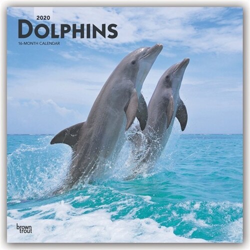 Dolphins 2020 Square (Other)