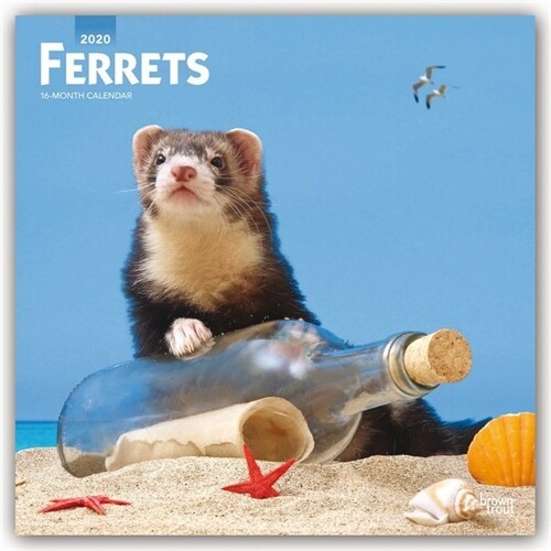 Ferrets 2020 Square (Other)