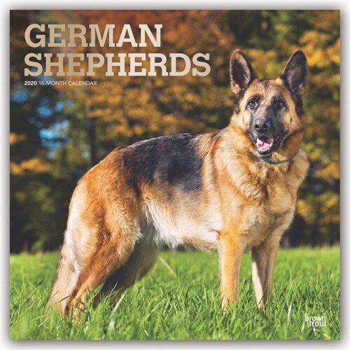 German Shepherds 2020 Square Foil (Other)