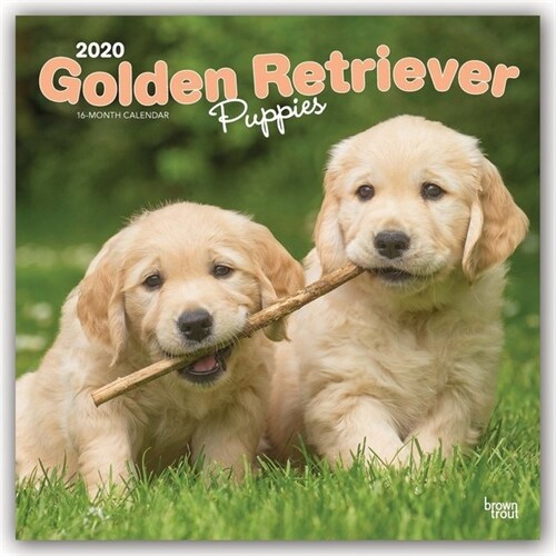 Golden Retriever Puppies 2020 Square (Other)