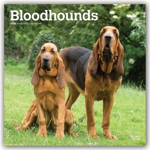 Bloodhounds 2020 Square (Other)